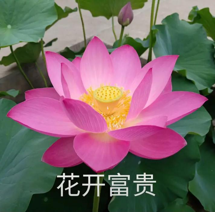 适	合60岁老人的头像图片女生