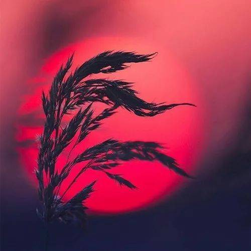 中	年人用的头像图片