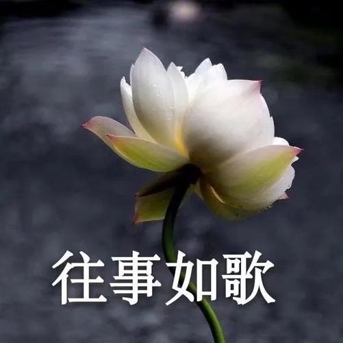 三十多岁男人微信头像用什么好(三十多岁男人微信头像推荐)