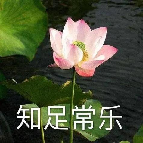 胖虎妈妈头像(胖虎母亲头像)